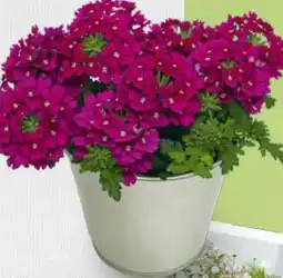 Billa Verbenen Variation Drums Angebot