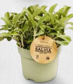 Billa Riesenkräuter Angebot