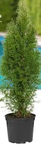 Hellweg Plantiflor Lebensbaum Thuja Topf Angebot