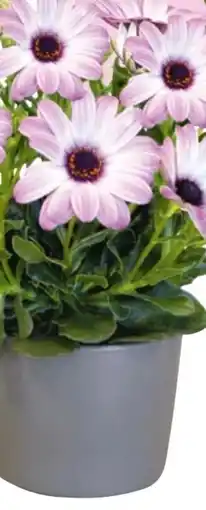 Hellweg Plantiflor Kapkörbchen Angebot