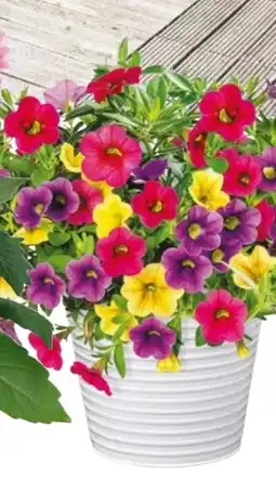 Hellweg Plantiflor Zauberglöckchen Angebot