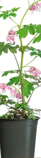 Hellweg Tränendes Herz Angebot