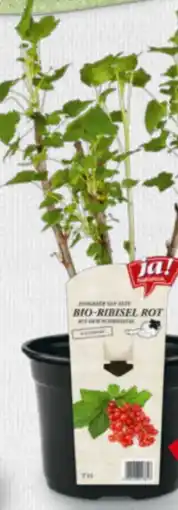 Billa ja!natürlich Bio-Beerensträucher Angebot