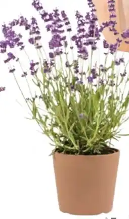 Hellweg Plantiflor Lavendel Munstead Angebot