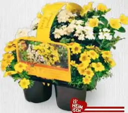 Billa Bunter Balkon Angebot