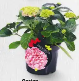 Billa Gartenhortensien Angebot