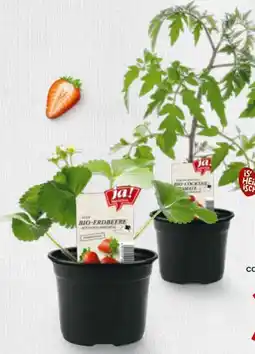 Billa ja!natürlich Bio Erdbeerjungpflanzen Angebot