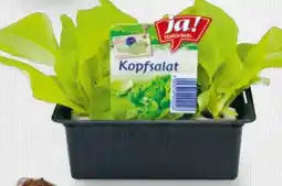 Billa ja!natürlich Bio Salatjungpflanzen Angebot