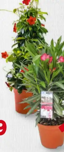 Billa Oleander Angebot
