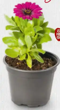 Billa Blütenkinder Balkonblumen-Mix Angebot