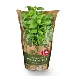 Billa ja!natürlich Bio-Basilikum Angebot