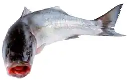 Transgourmet Vonatur wolfsbarsch ausgenommen Angebot