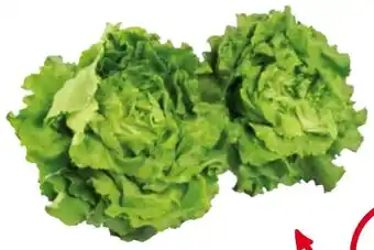 Transgourmet Häuptelsalat kl.1 Angebot