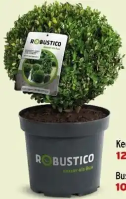 Salzburger Lagerhaus Ilex Robustico Kugel Angebot