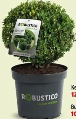 Salzburger Lagerhaus Ilex Robustico Kugel Angebot