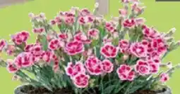 Thomas Philipps Nelke Dianthus Pink Kisses Angebot