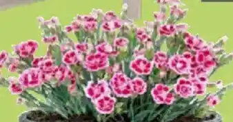 Nelke Dianthus Pink Kisses