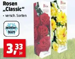 Thomas Philipps Rosen Classic Angebot