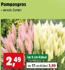 Thomas Philipps Pampasgras Angebot