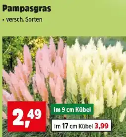 Thomas Philipps Pampasgras Angebot