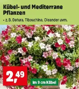 Thomas Philipps Kübel- und Mediterrane Pflanzen Angebot