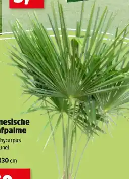 Thomas Philipps Chinesische Hanfpalme Angebot