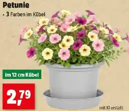 Thomas Philipps Petunie Angebot
