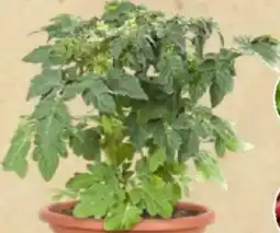 Thomas Philipps Pflanzkübel Angebot