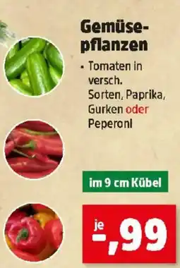 Thomas Philipps Gemüse- pflanzen Angebot