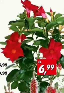 Bauhaus Dipladenia Angebot