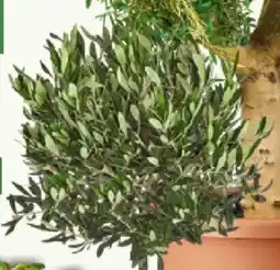 Bauhaus Olivenbaum Angebot