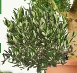 Bauhaus Olivenbaum Angebot