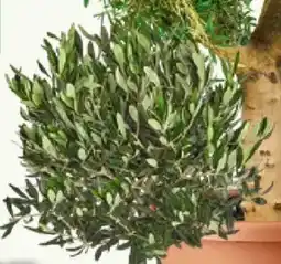 Bauhaus Olivenbaum Angebot