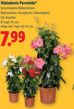 Lidl Dipladenia Pyramide Angebot