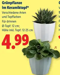 Lidl Grünpflanze im Keramiktopf Angebot