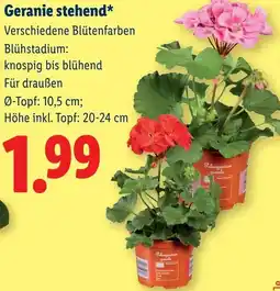Lidl Geranie stehend Angebot
