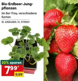 Lagerhaus Bio-Erdbeer-Jung- pflanzen Angebot