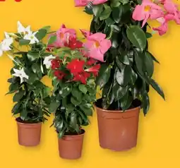 Lidl Dipladenia Rio Pyramide Mix Angebot