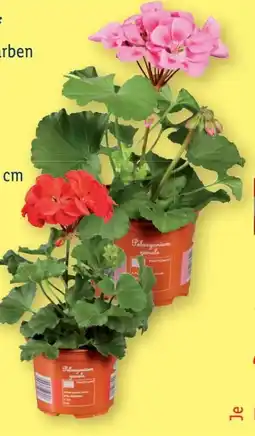 Lidl Stehende Geranien Angebot