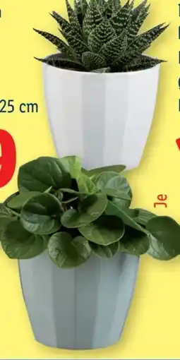 Lidl Grünpflanzen Angebot