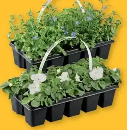 Lidl Beetpflanzen Angebot