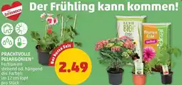 PENNY Prachtvolle pelargonien Angebot