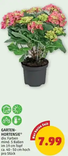 PENNY Garten- hortensie Angebot