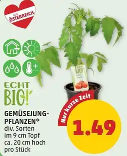 PENNY Gemüsejung- pflanzen Angebot