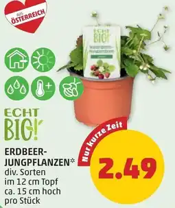 PENNY Erdbeer- jungpflanzen Angebot