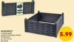 PENNY Blumenbeet Angebot