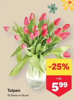 MPreis Tulpen Angebot