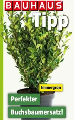 Bauhaus Bergilex Angebot