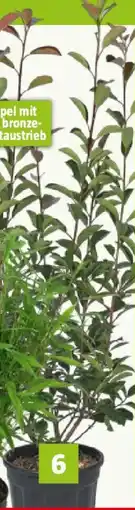 Bauhaus Glanzmispel Angebot