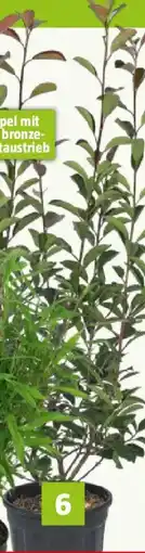 Bauhaus Glanzmispel Angebot